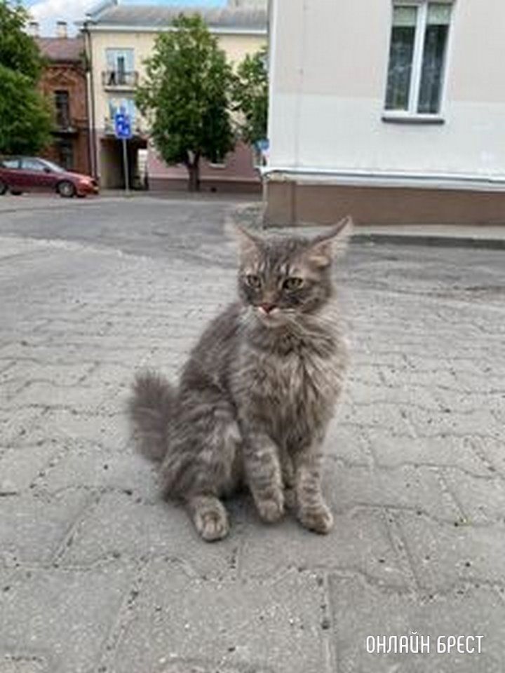 Читатель: Потерялся кот или кошка, на Суворова залез в грузовик Wildberries и доехал до комсомольской. Видно, что домашний