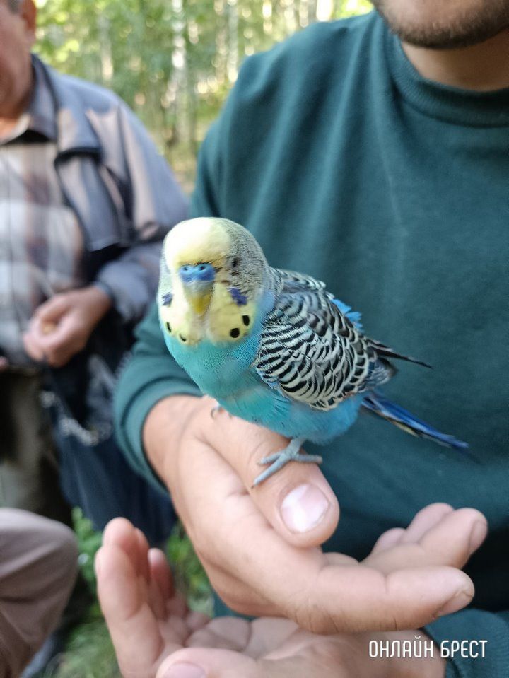Читатель: Парк Воинов-интернационалистов. Чей попугайчик улетел?