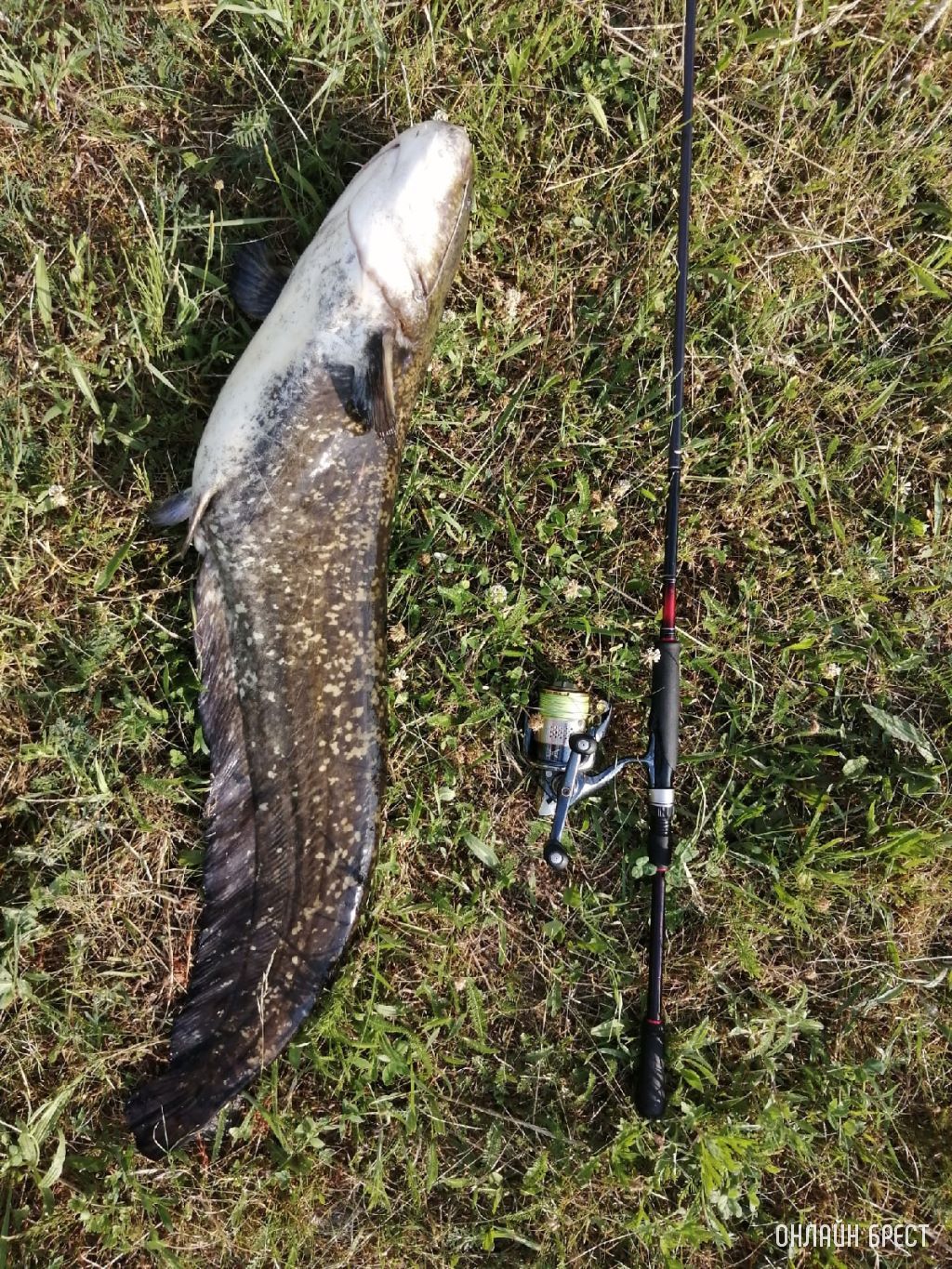 Улов жителя Бреста на гребном канале в Бресте