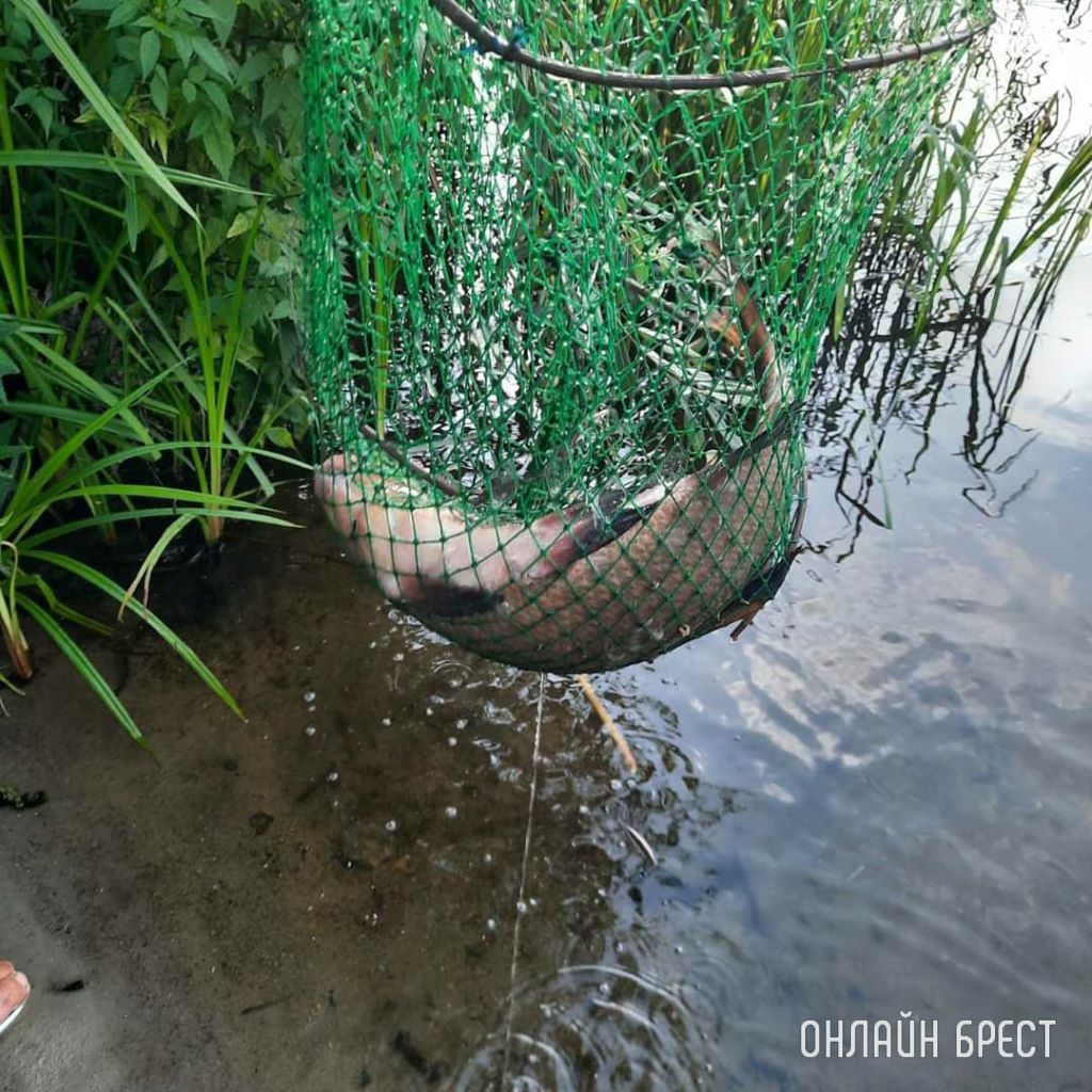 Вот такую рыбину поймал житель Бреста на Мухавце