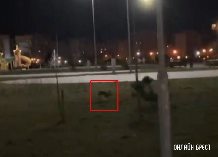 Читатель: По Бресту бегает заяц