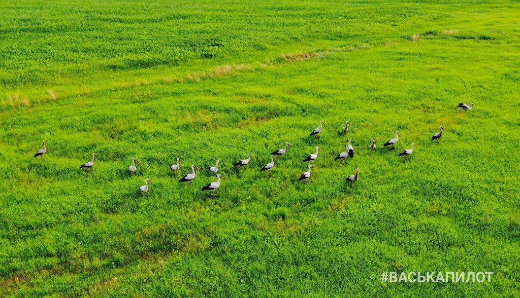 Свалка мусора и аисты. Полигон рядом с Пинском