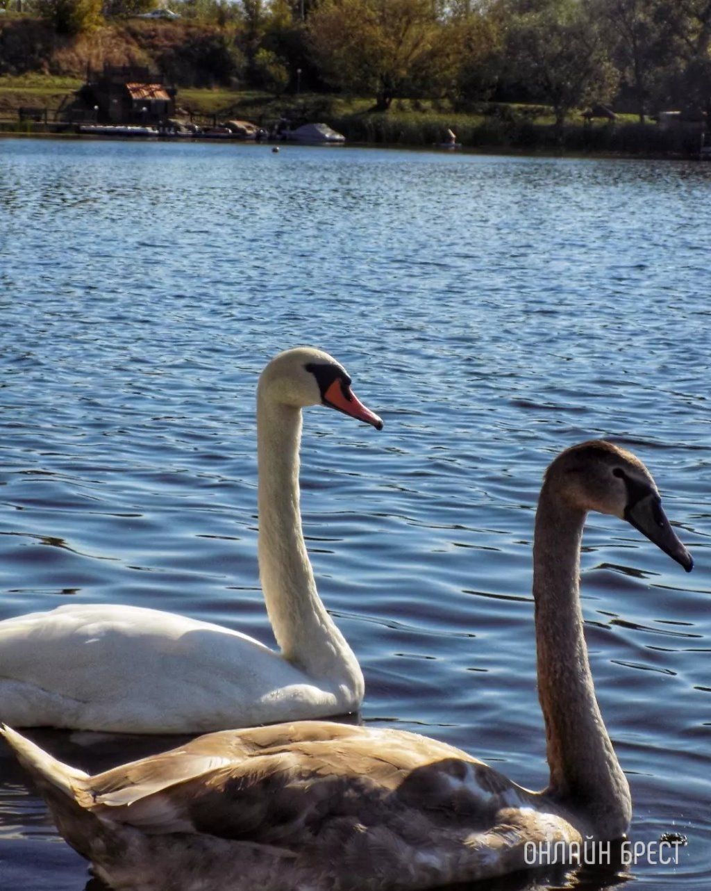 Читатель: Немного красоты в ленту