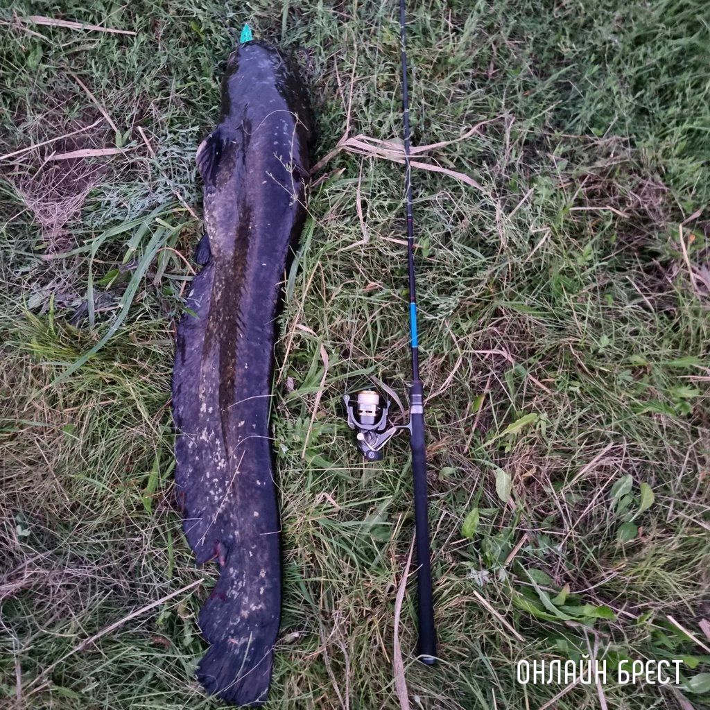 Читатель: Город Жабинка. Вчера был пойман сом. Вес: 15,03 кг. Длина: 122.7 см.