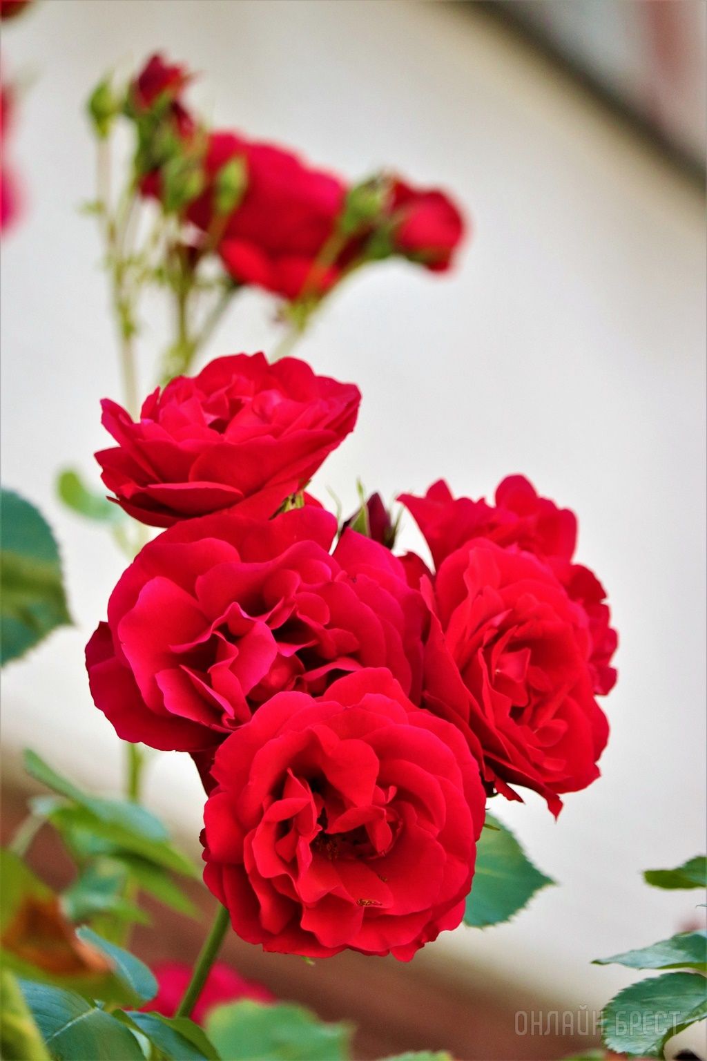 Читатель: Смотрите, какая красота украшает дворик 28-ой брестской школы