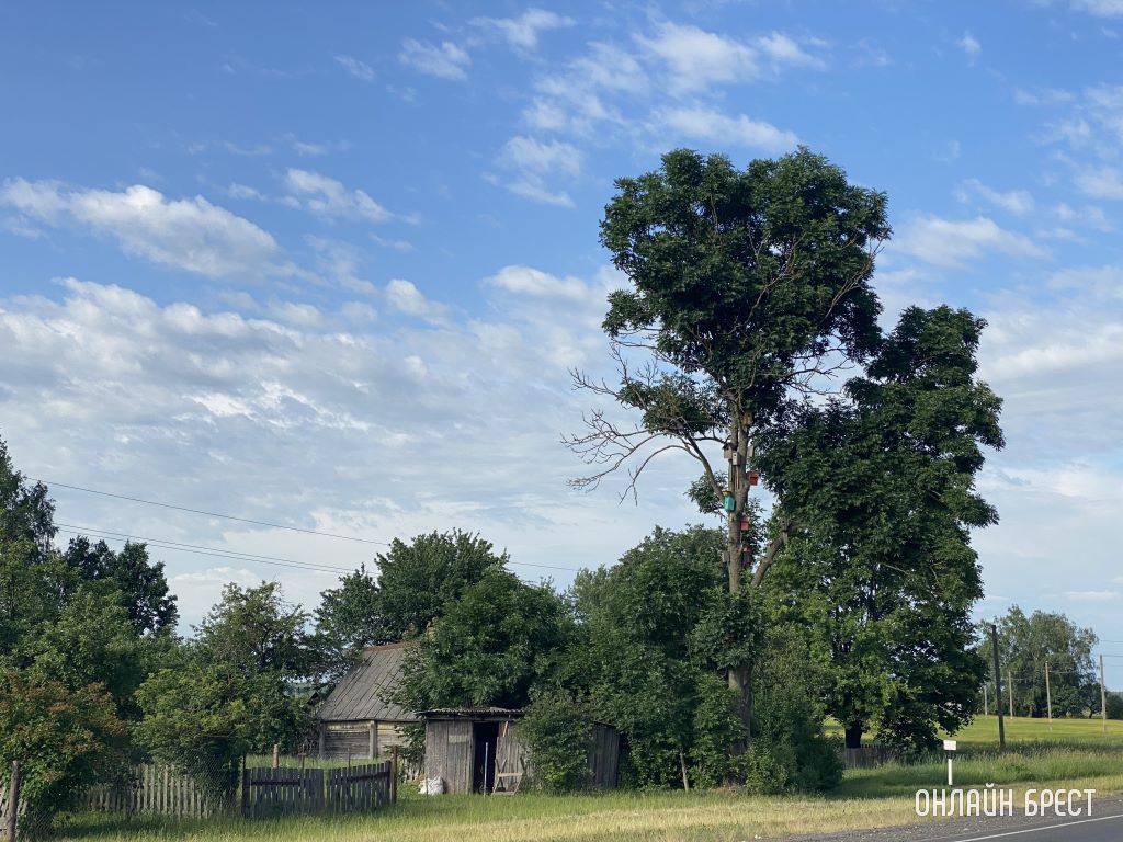 Посмотрите, сколько скворечников на дереве