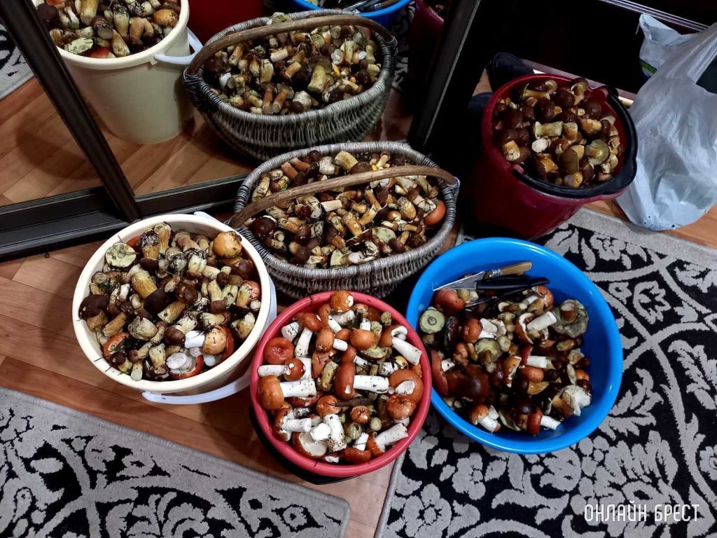 «Тихая охота» удалась! Родители насобирали за полтора часа