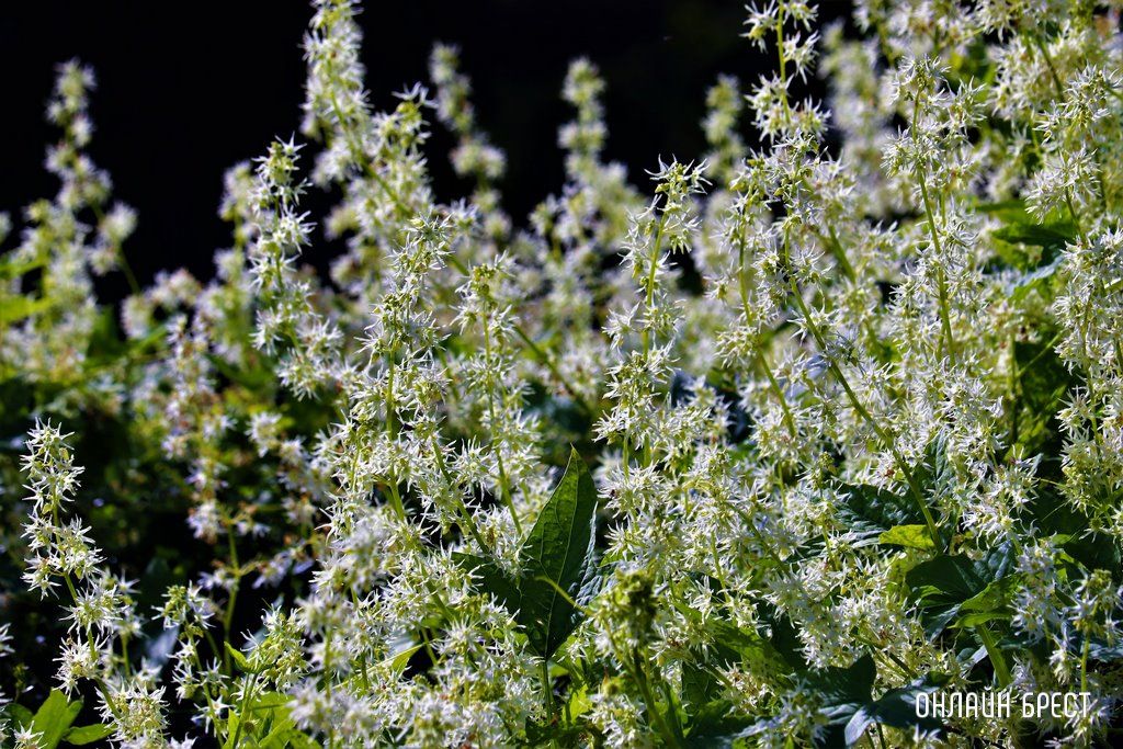 Читатель: Вот такую красоту можно увидеть в Малорите