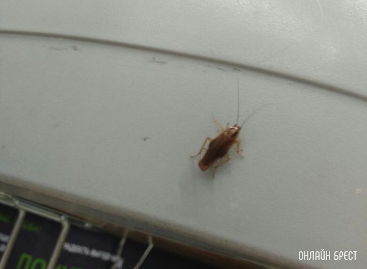 Читатель: Вот такой «товарищ» закупался в одном из магазинов в Бресте