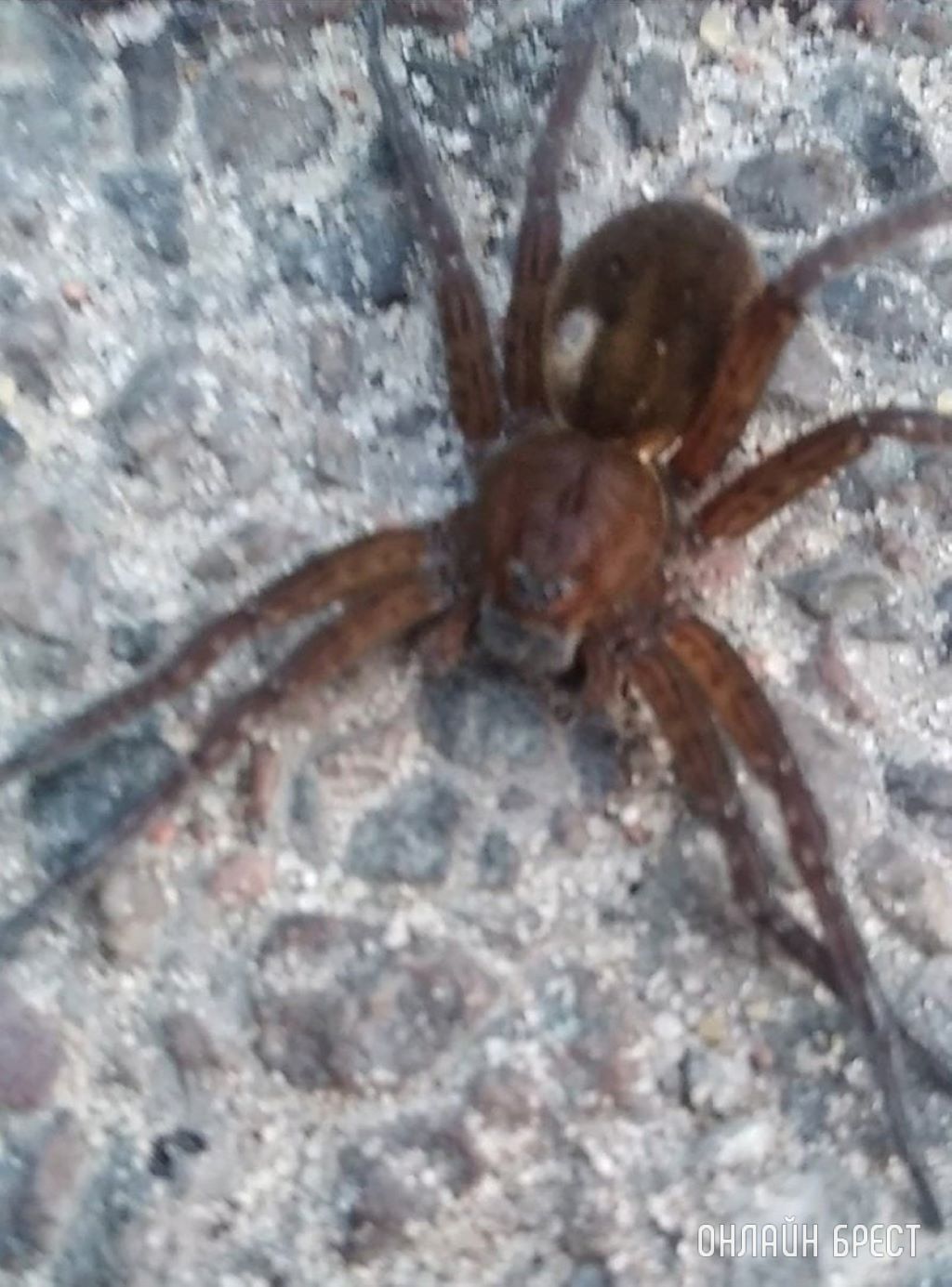 Вот такой паук обнаружен на Ковалевке в Бресте