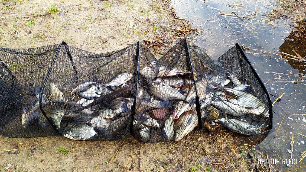 Брестчанин: Большие выходные и соответственно большая рыбалка!