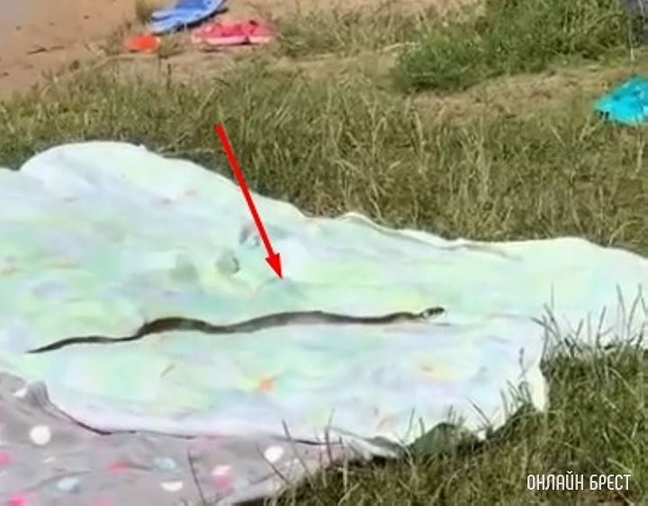 Лежишь себе такой, а тут змея ползет. Видео снято на днях в Бресте возле Мухавца. Посмотрите видео