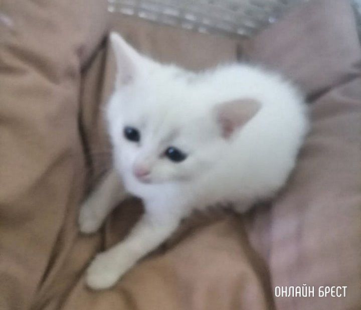 Читатель: В Тельмах-2 увидели пакет, который рвали собаки, там было трое котят, к сожалению удалось спасти только одного