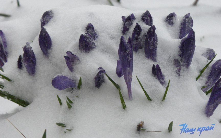 Вот такая весна. В Барановичах выпал снег