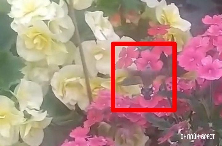 Снова эта бабочка, которые многие путают с колибри. Видео снято в Бресте на Центральном рынке