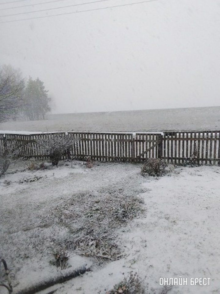 Читатель: С первым снегом! Фото сделано сегодня в Брестской области