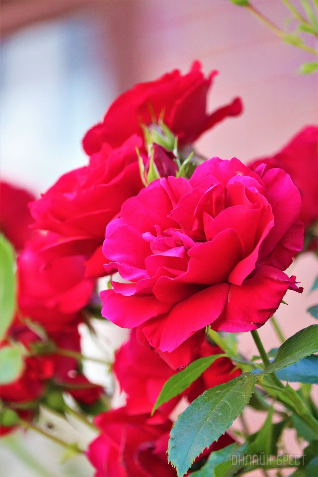 Читатель: Смотрите, какая красота украшает дворик 28-ой брестской школы