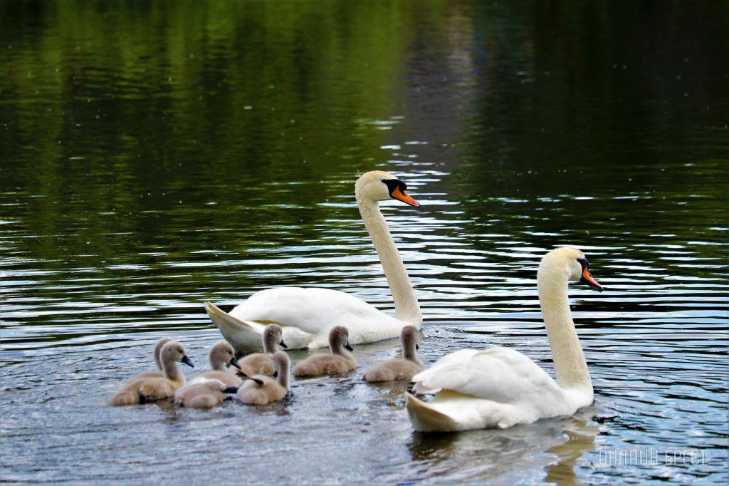 Читатель: Лебединое семейство на озере в Малоритском районе