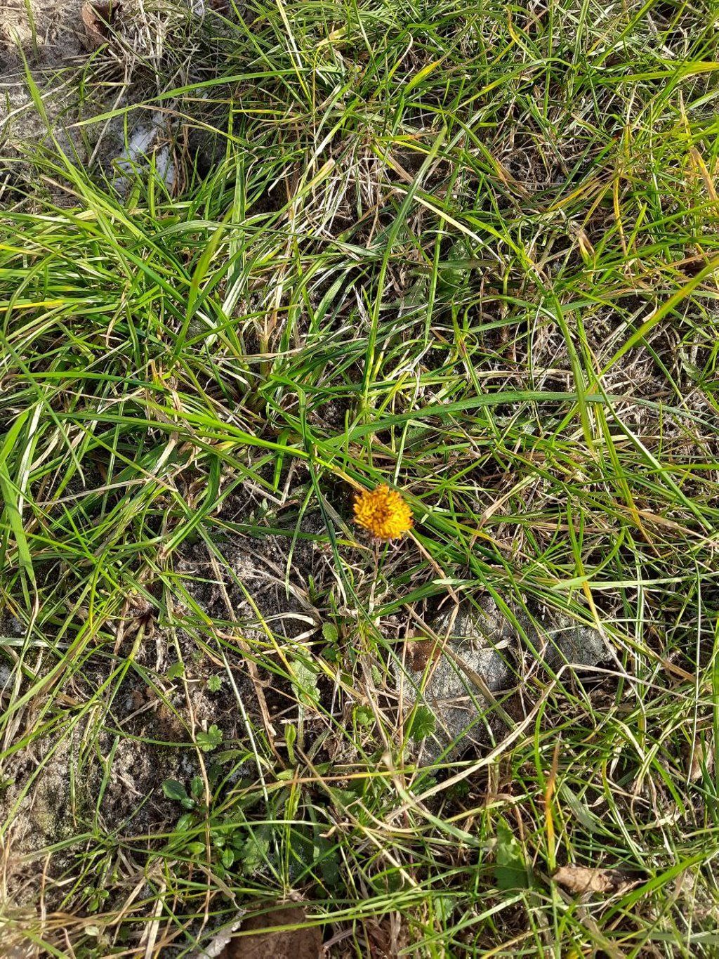 Читатель: На Дубровке в Бресте зацвёл в феврале одуванчик