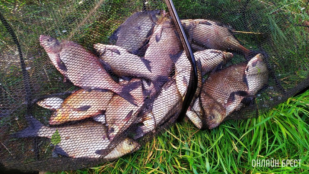 Улов жителя Бреста. Место рыбалки: река Мухавец