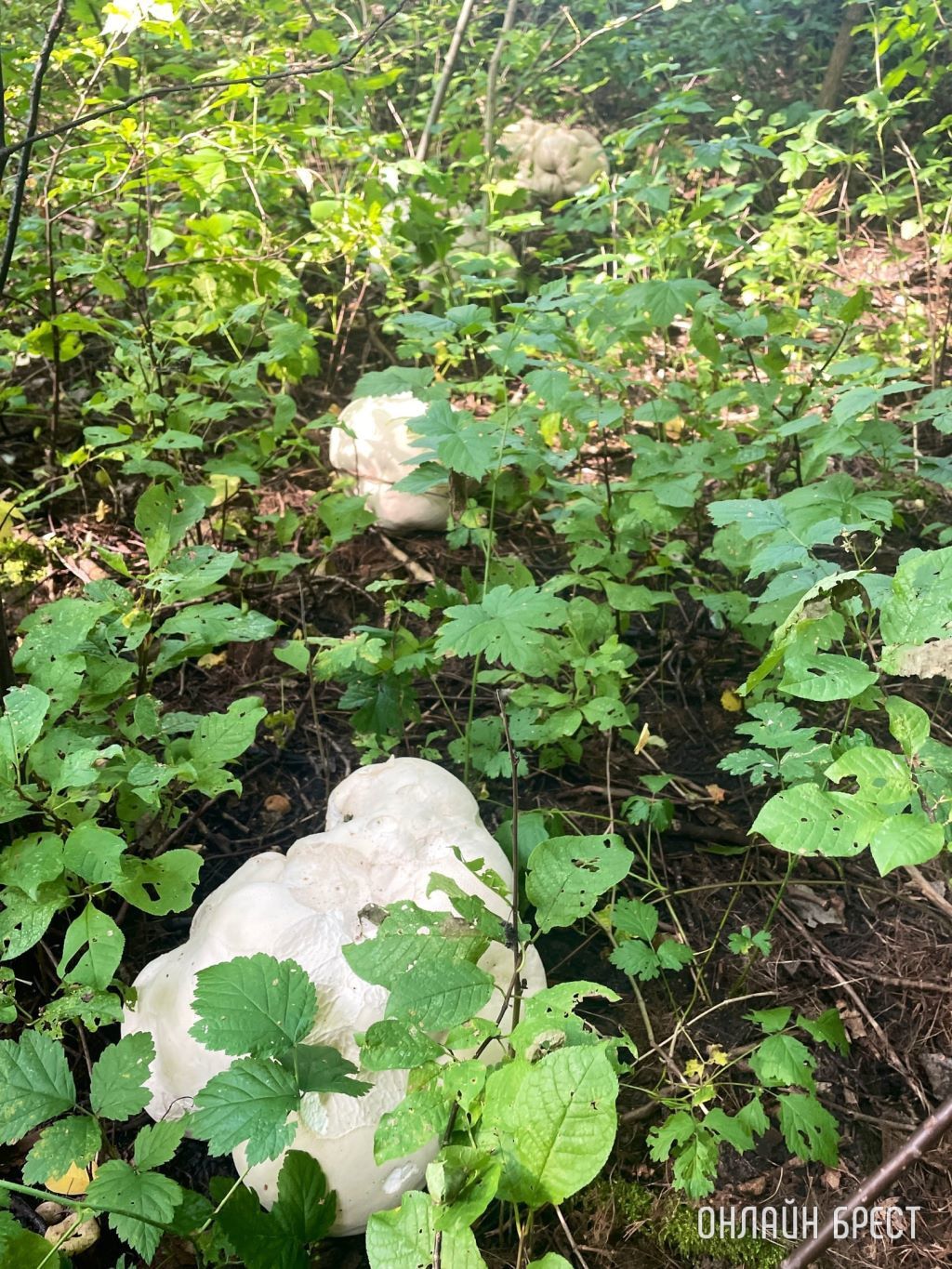 Раз уж дело пошло о грибах, то вот вам огромные дождевики