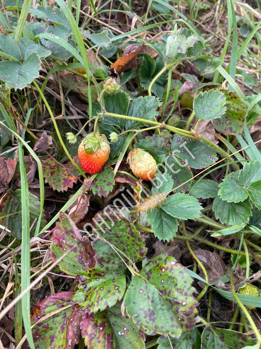 Читатель: Осенняя клубника :)) Фото сделаны сегодня недалеко от Бреста