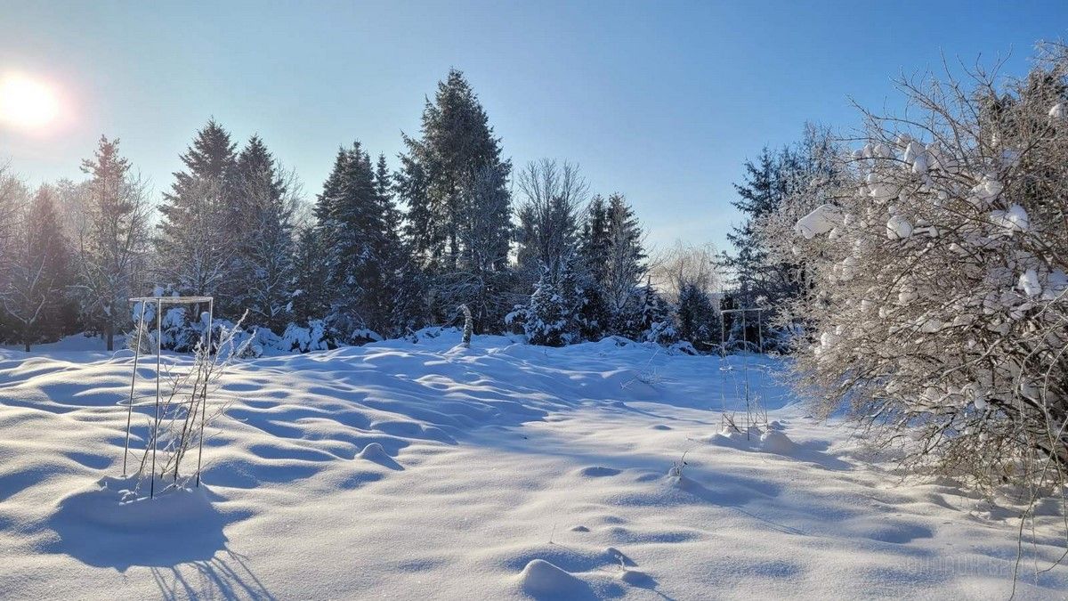 Читатель: Зимняя сказка в дендрарии БрГУ им. А.С.Пушкина