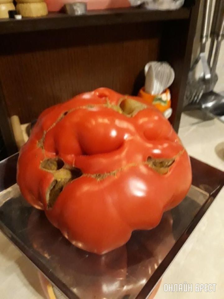 Вот такой огромный помидор вырастила моя мама :)