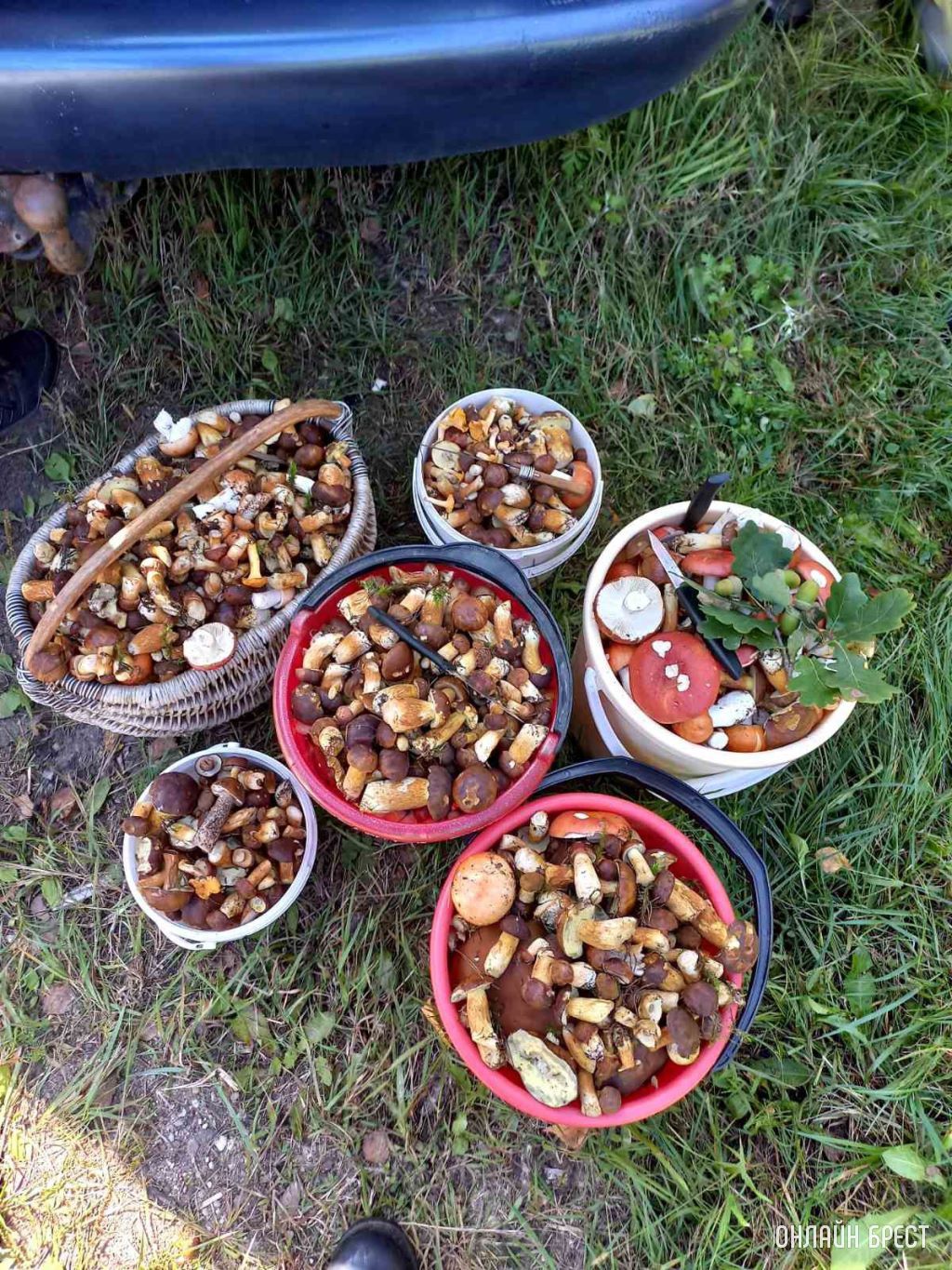 Читатели продолжают делиться фотографиями «тихой охоты»