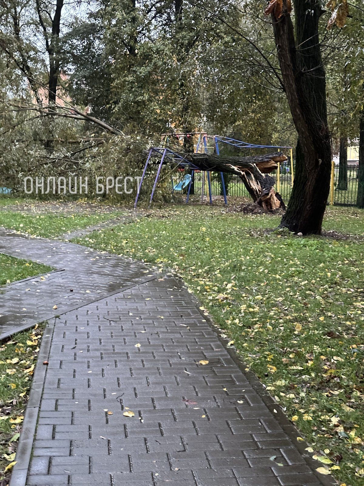 Читательница: Такое сломанное дерево прямо около детского сада 15