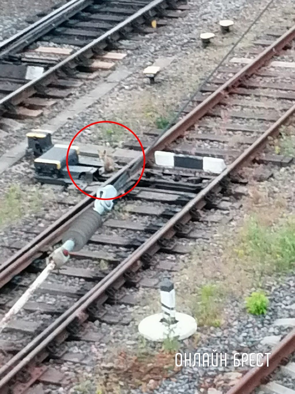 Читатель: Вчера в Бресте под мостом возле ЖД вокзала бегала лиса и лисята