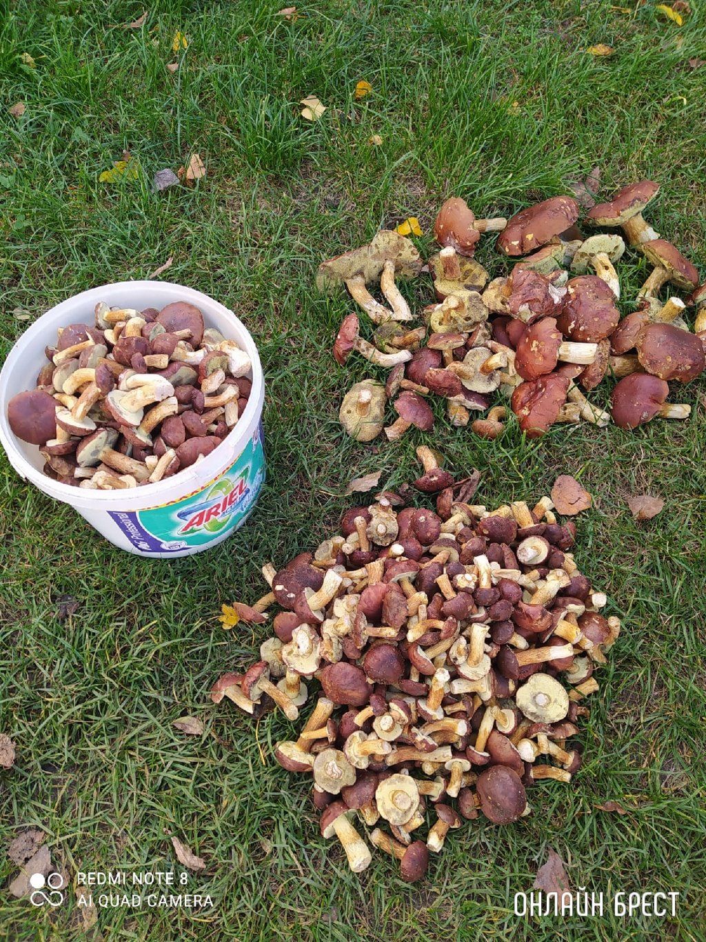 Читатель: Мой сегодняшний «улов» в Брестском районе