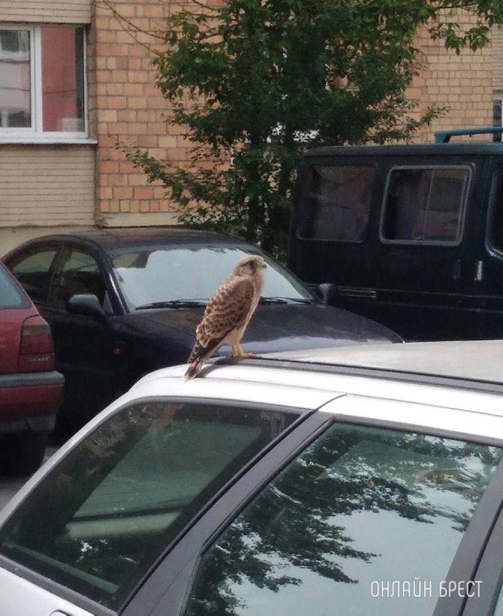 Читатель: Брест, м-н Ковалево. Сидел и даже не боялся людей и машин