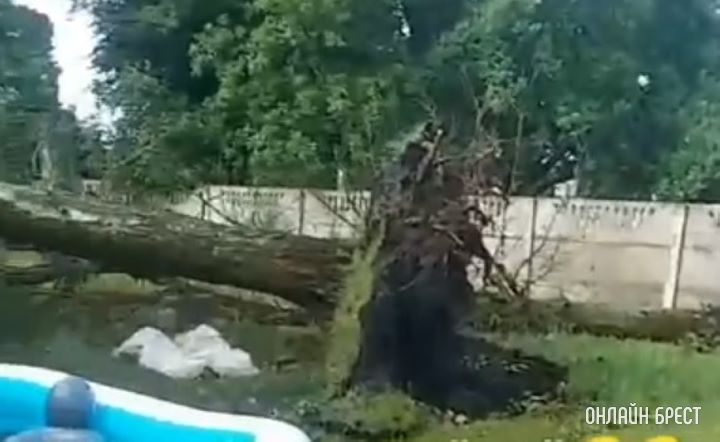 Под Брестом ночью ветер повалил дерево на жилой дом