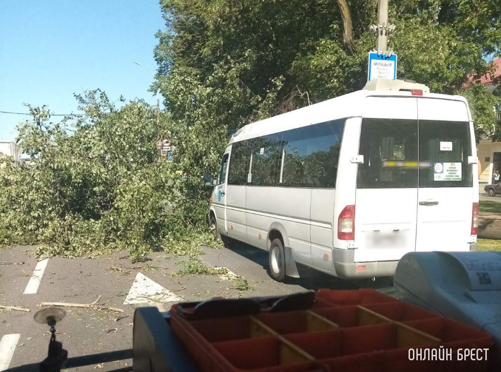 В Бресте на маршрутку упало дерево