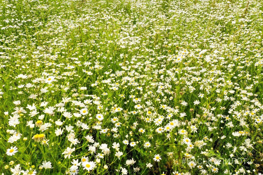 Красиво ромашковое поле нашли под Брестом