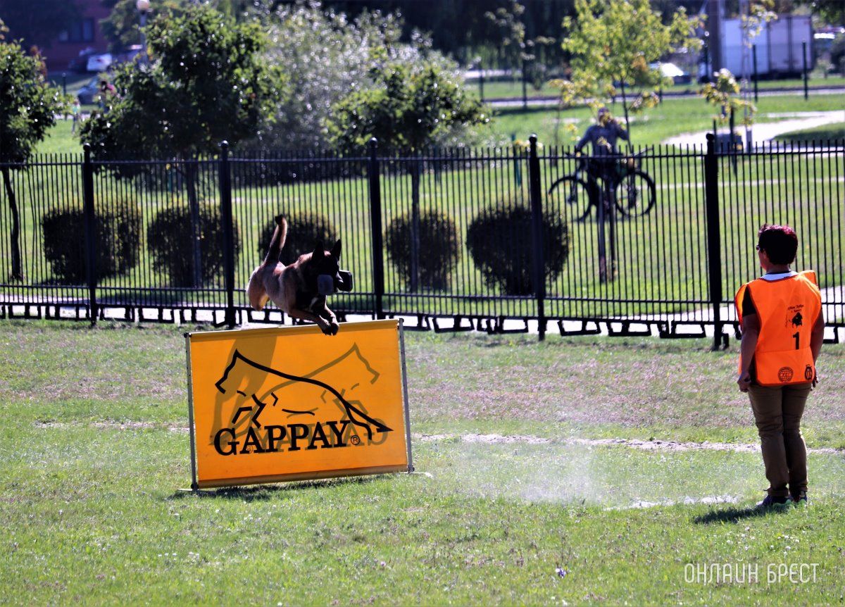 Читатель: Состязания кинологов на Гребном в Бресте. Небольшой фоторепортаж