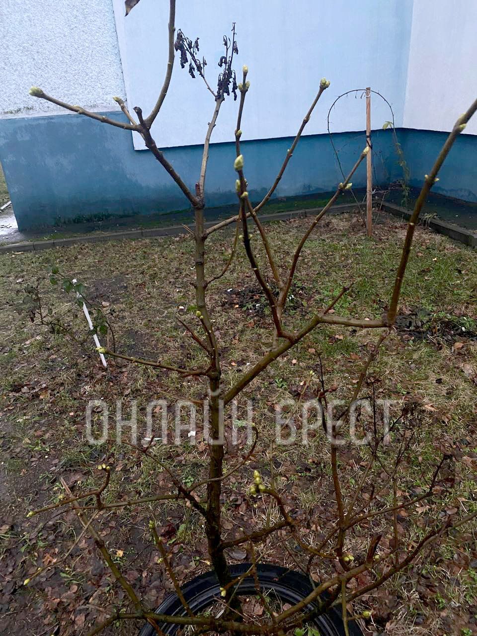 Читатель: В Бресте а деревьях распускаются почки