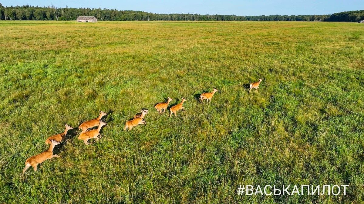 Беловежская пуща с высоты