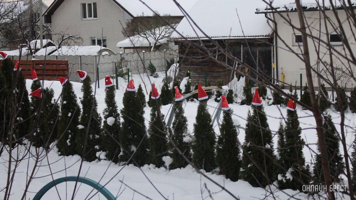 Читатель: Туи к Новому году готовы :)