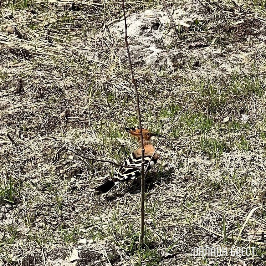 Читатель: Красивая птица. Увидели Удода на Брестчине