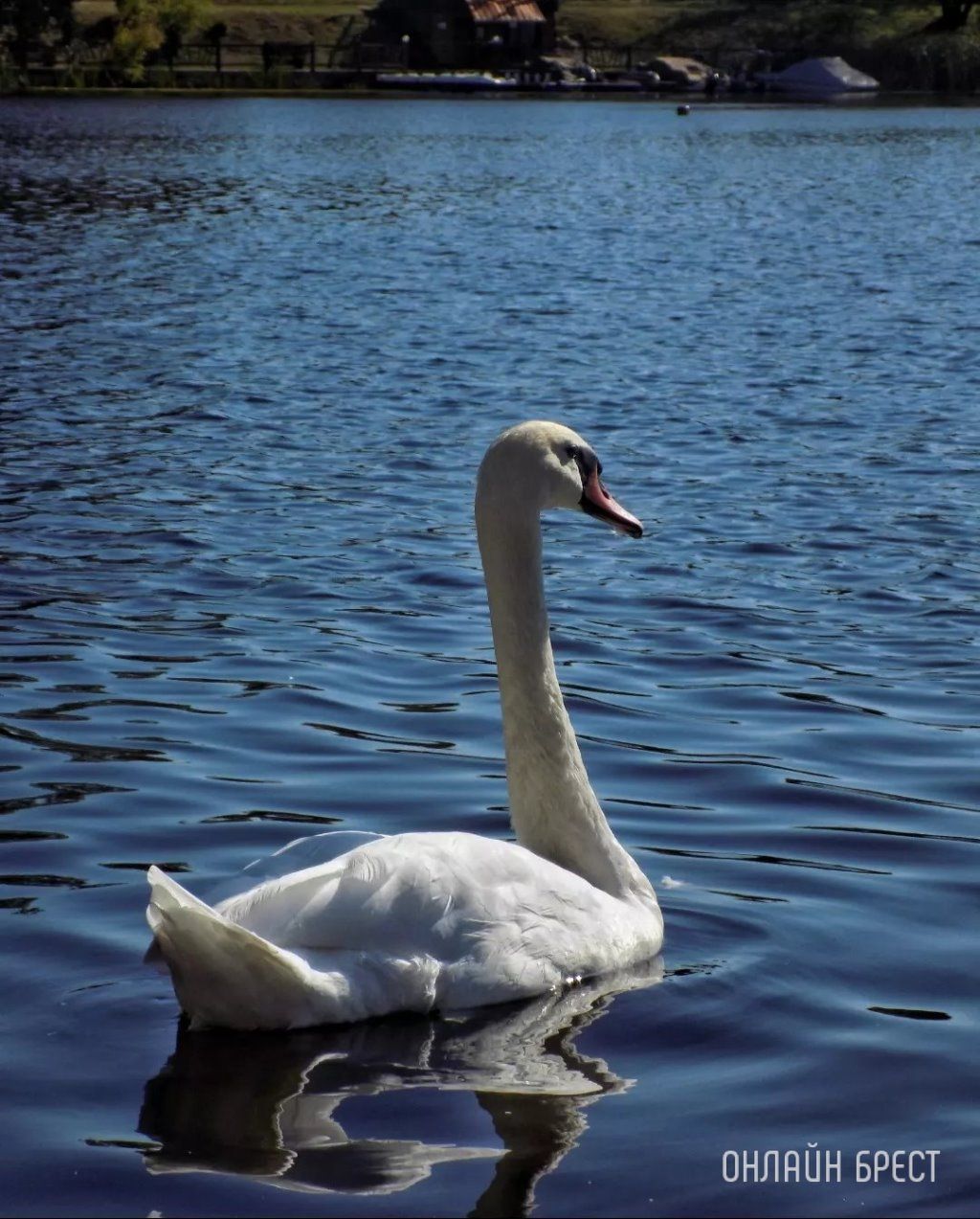 Читатель: Немного красоты в ленту