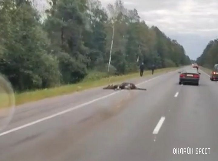 Очевидец: В Брестской области возле Микашевич сбили животное