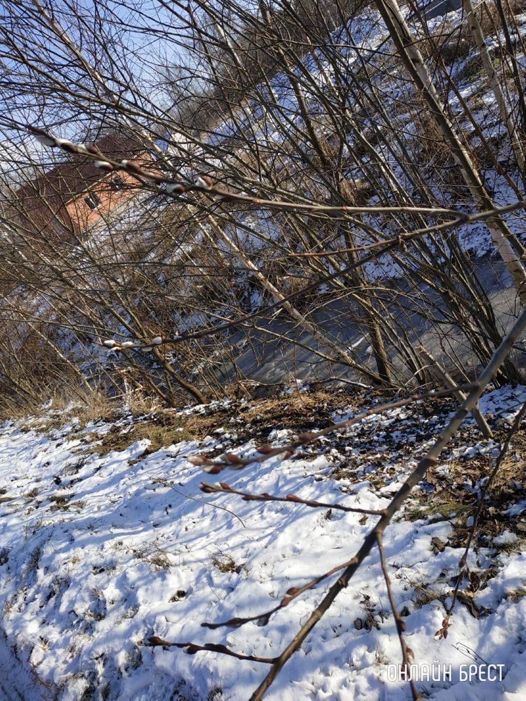 Читатель: Брестская область. В Кобрине в январе зацвели «котики»