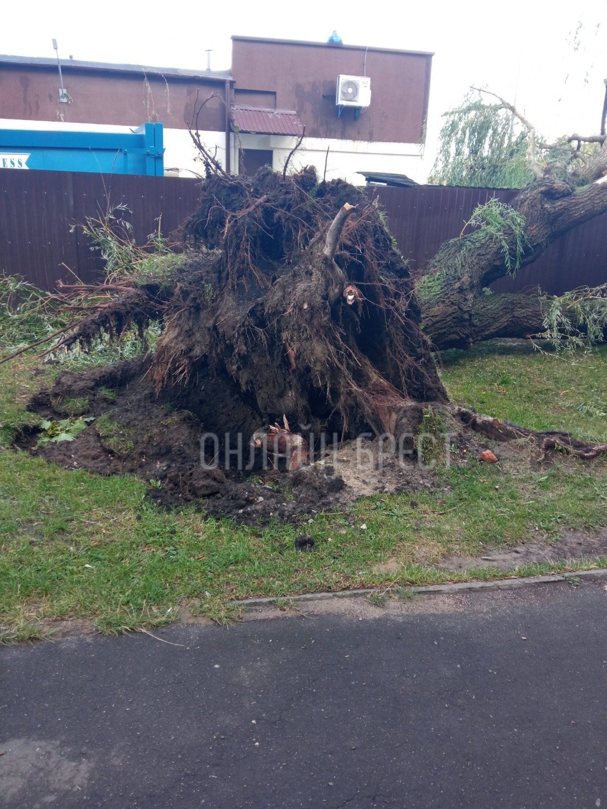 Читатель: Последствия ночной непогоды в Бресте. На ул. Куйбышева и ул. Янки Купалы деревья упали на машины
