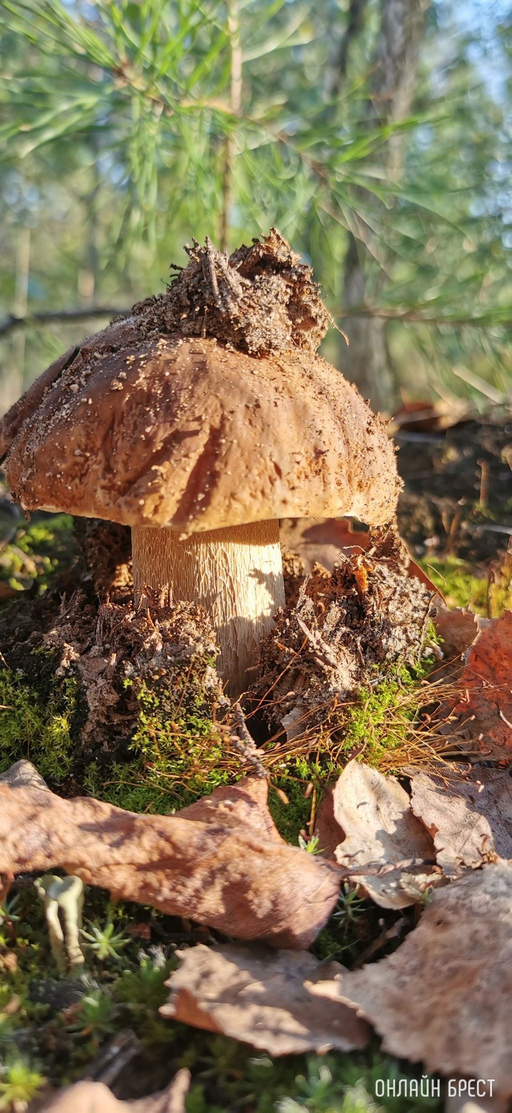 Грибной сезон набирает обороты. Читатели делятся своим «уловом»