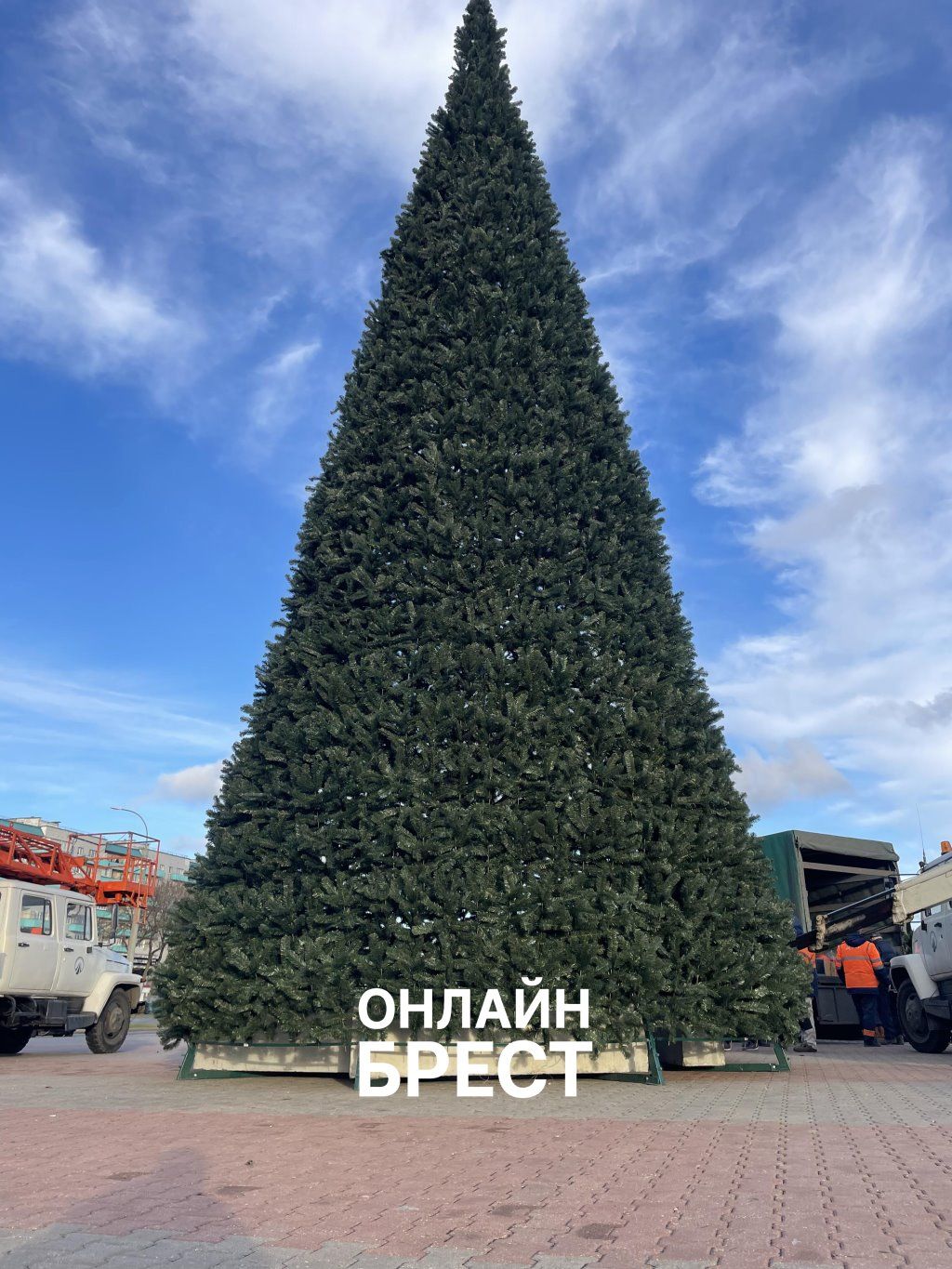 В Бресте появляются новогодние ёлки