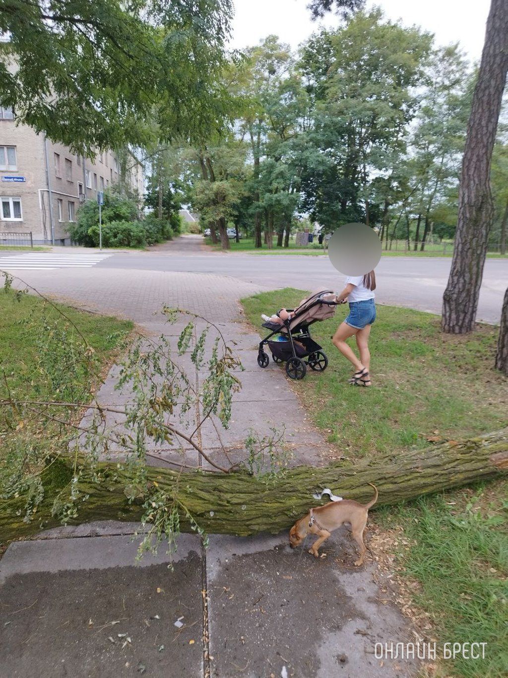 Читатель: Брест, ул.Защитников Отечества, д.1. Уже несколько дней лежит дерево и мешает прохожим