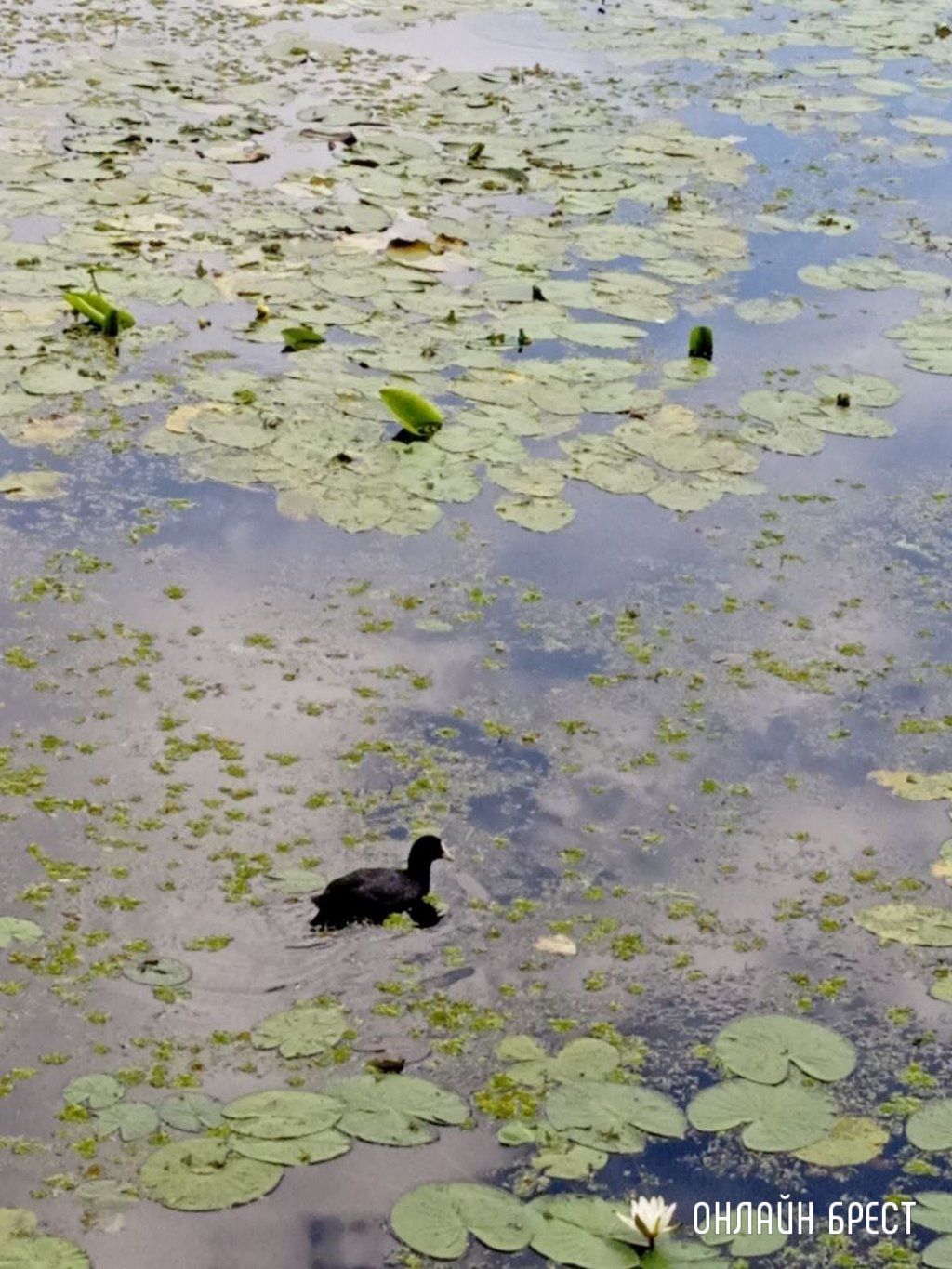 Читатель: В Бресте на Набережной заметили интересную птичку. Как нам сказали - это Лысуха (разновидность уток)