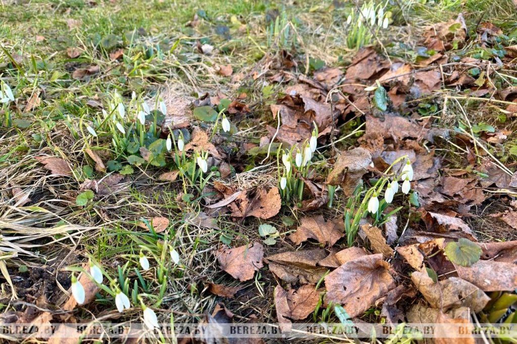 В Березе в середине февраля расцвели подснежники